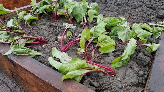 Как вырастить свеклу к 1 июля очень просто рассадным способом, либо в теплице, как это получилось смотреть онлайн