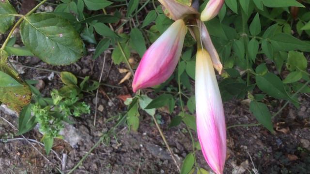 Amaryllis 'Belladone' les boutons s'esquissent смотреть онлайн