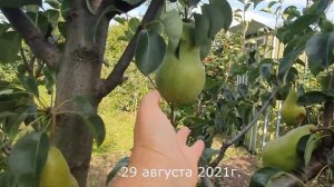 Груша БРЯНСКАЯ КРАСАВИЦА 2021