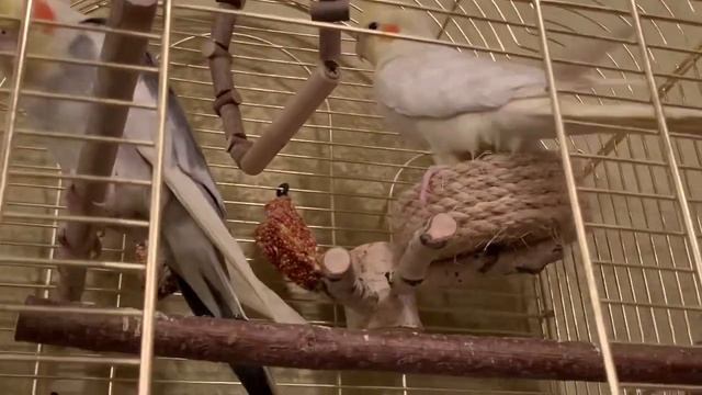Симпатичная пара попугаев #корелл Кеша и Ариша готовятся спать смотреть онлайн