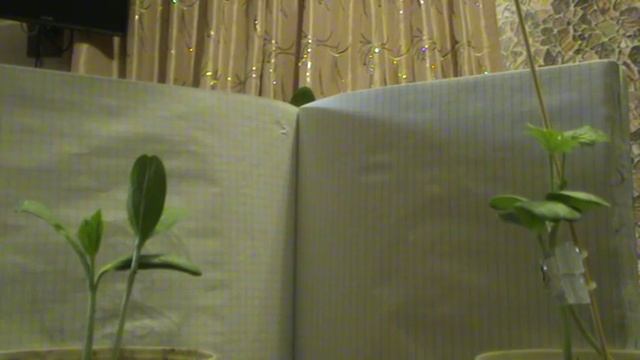 Прививка арбуза на лагенарию. смотреть онлайн