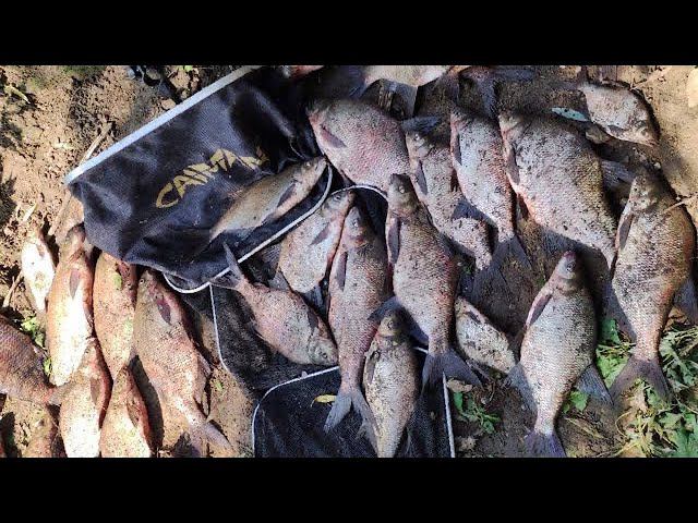 ЛЕЩ на реке/Секрет УСПЕШНОЙ рыбалки на ЛЕЩА смотреть онлайн