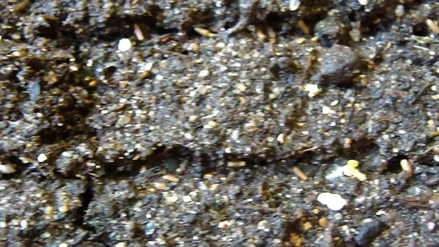 цинерария. посев семян цинерарии. обзор всходов. сезон 2019 смотреть онлайн