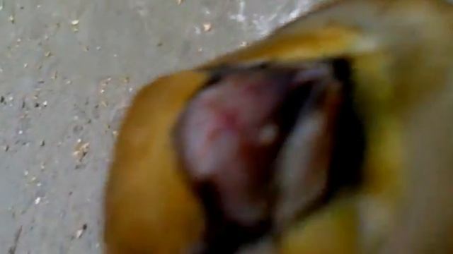 что за птичка??:) смотреть онлайн