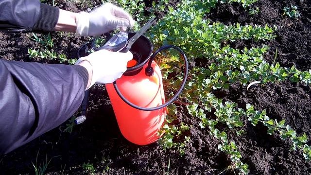 Обработка смородины малины крыжовника от вредителей и болезней смотреть онлайн