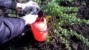 Обработка смородины малины крыжовника от вредителей и болезней