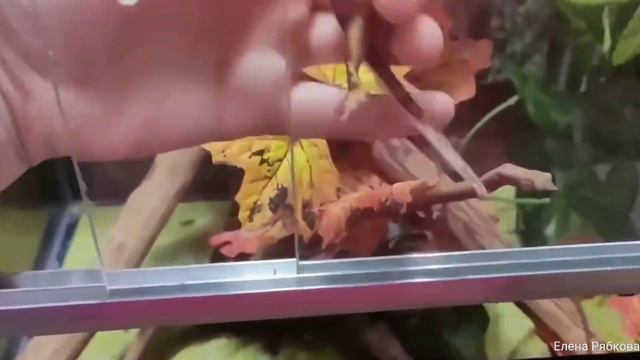 Ресничатые бананоеды.Все мои подроски смотреть онлайн