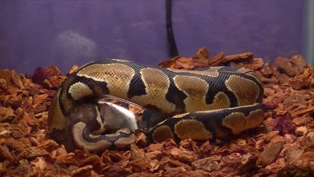 python eating mouse with dubstep смотреть онлайн