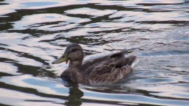 Уточки и чайки на озере. Тест CANON POWERSHOT SX510 HS смотреть онлайн