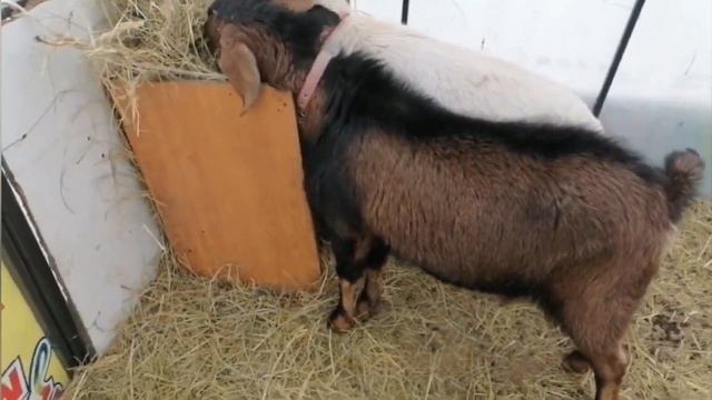 кормим козлят и ещё окоз у луночки смотреть онлайн