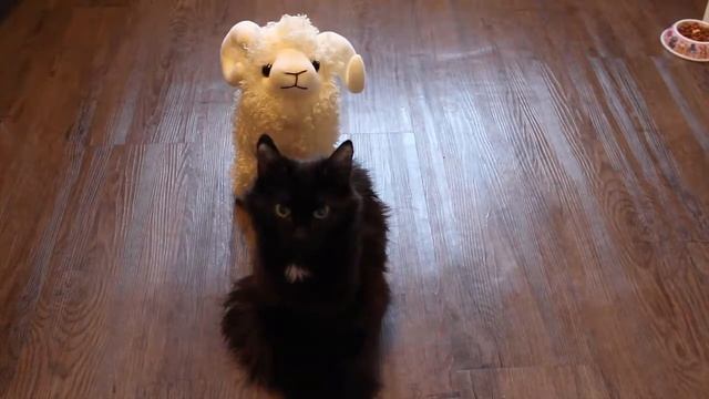 ДРЕССИРОВКА КОШКИ. Команды Сидеть Лежать. Учим кошку КОМАНДАМ смотреть онлайн