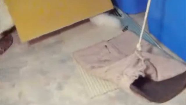 Игры кошек нон-стоп. Выпуск № 4.