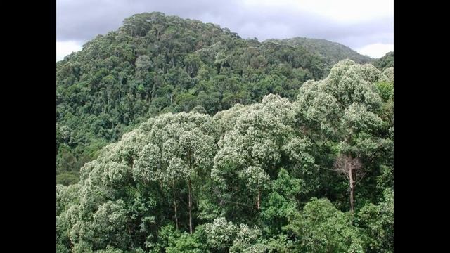 Beauty of Sri Lanka - Sinharaja Forest Reserve смотреть онлайн