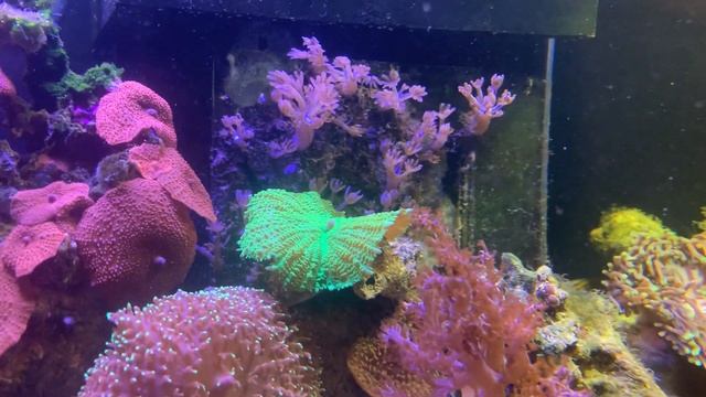 Новые кораллы- Utter Chaos zoas и Zoanthus Rainbow Hornet смотреть онлайн