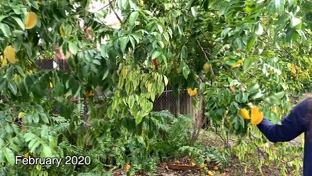 CARAMBOLA (STAR FRUIT) - The BEST fruit tree to grow in South Florida | Zone 10b Gardening Vlog смотреть онлайн