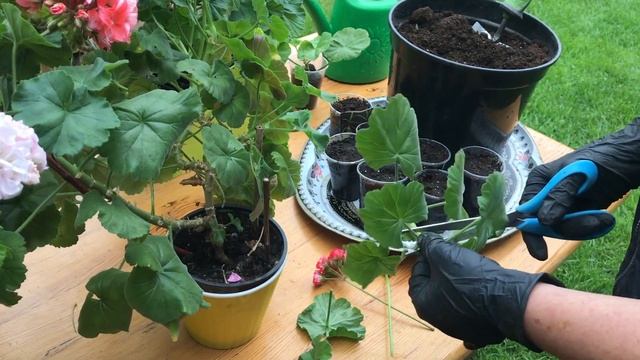 Pelargoniums//Черенкование  редких сортов пеларгонии весной