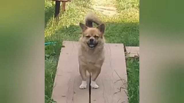 ВОПРОС - ОТВЕТ ЧАСТЬ 2 ( Померанский Шпиц Тузик) Говорящая Собака смотреть онлайн