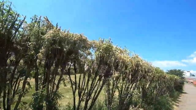 По варварски обрезанная Акация. смотреть онлайн