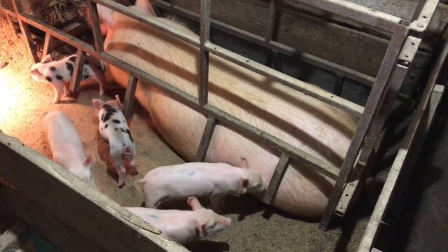 С ЧЕГО НАЧАТЬ БИЗНЕС НА СВИНЬЯХ смотреть онлайн