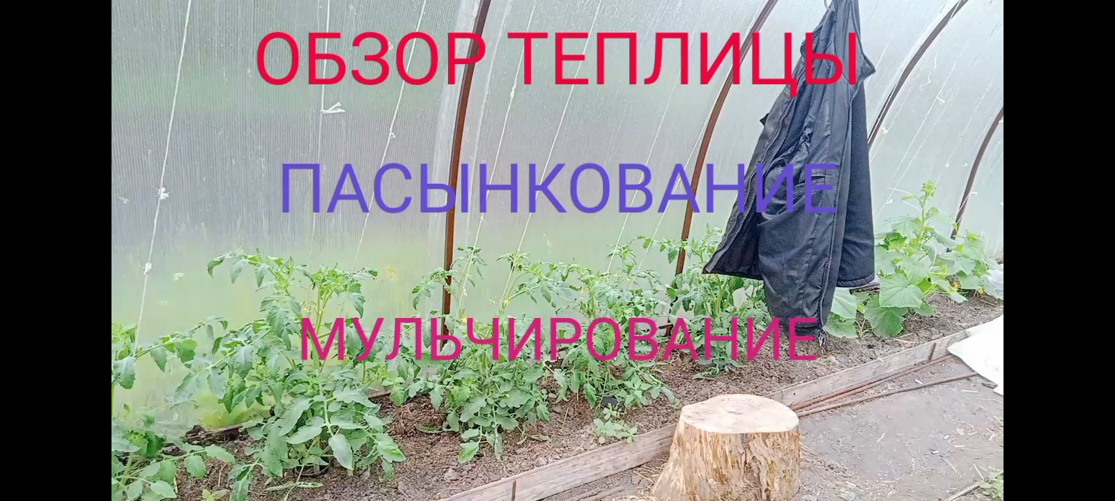 21 МАЯ. РАБОТА В ТЕПЛИЦЕ. Обрезка помидор ( томатов ) обзор теплицы и мульчирование грядок