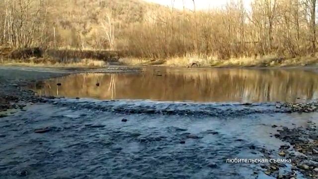 Цапля серая - в камыши. Спасённую во Владивостоке цаплю выпустили на волю смотреть онлайн
