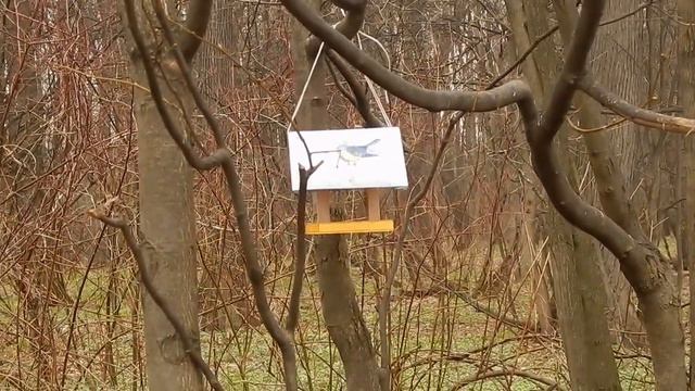 DSCN5749 16 04 2017 Г СИНИЧКИ ПОЯВИЛИСЬ !!! смотреть онлайн