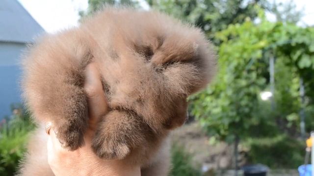 Щенок померанского шпица редкого окраса смотреть онлайн