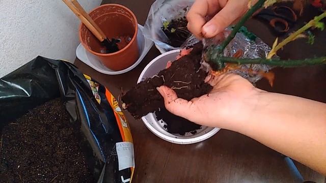 Как сохранить саженцы до высадки в грунт? смотреть онлайн