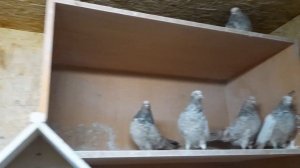 Кировоградские каверкотовые голуби Александра Бобкова