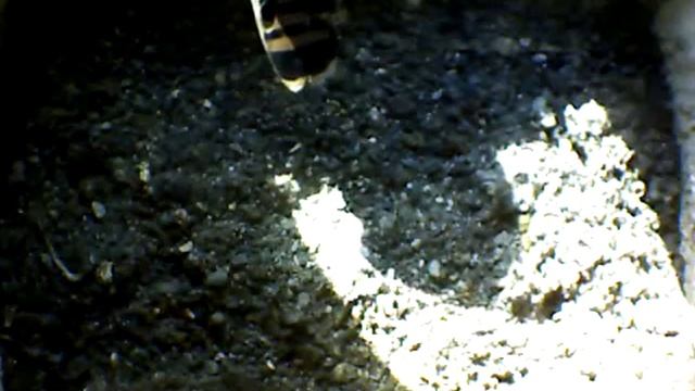 From Internet Camera(Turmfalken[03:1A:A5])2014/06/30,18:26:49_D смотреть онлайн