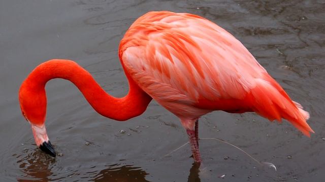 Flamingo Facts: Life In EXTREME Environments ? Animal Fact Files
