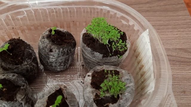 ОБЗОР ЗИМНЕЙ РАССАДЫ ЦВЕТОВ. ЧТО ВЗОШЛО И КАК РАЗВИВАЮТСЯ РАСТИШКИ. смотреть онлайн