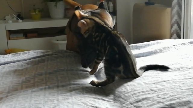 Кане Корсо (Cane Corso) напала на котенка. Котенок отбивается легко и непринужденно. Боевой котенок смотреть онлайн
