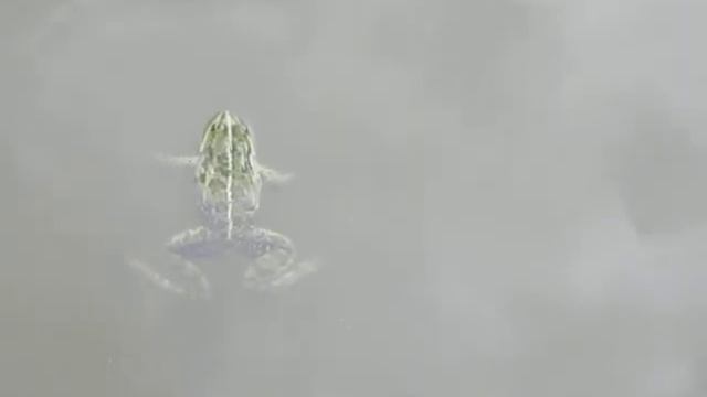 Большая зелёная лягушка 2 смотреть онлайн