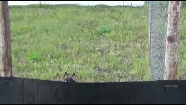 Попрыгушки смотреть онлайн