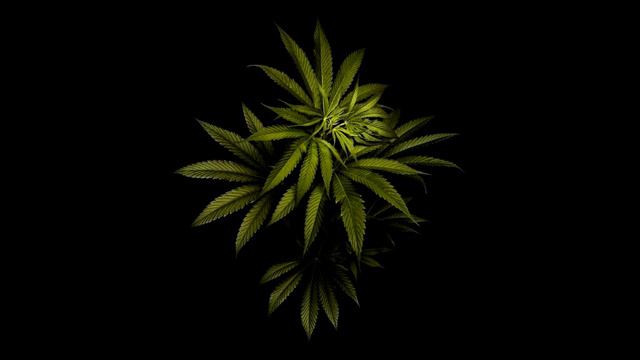 ТОТО - РАСТАФАРАЙ  ✵Kiev Rasta✵