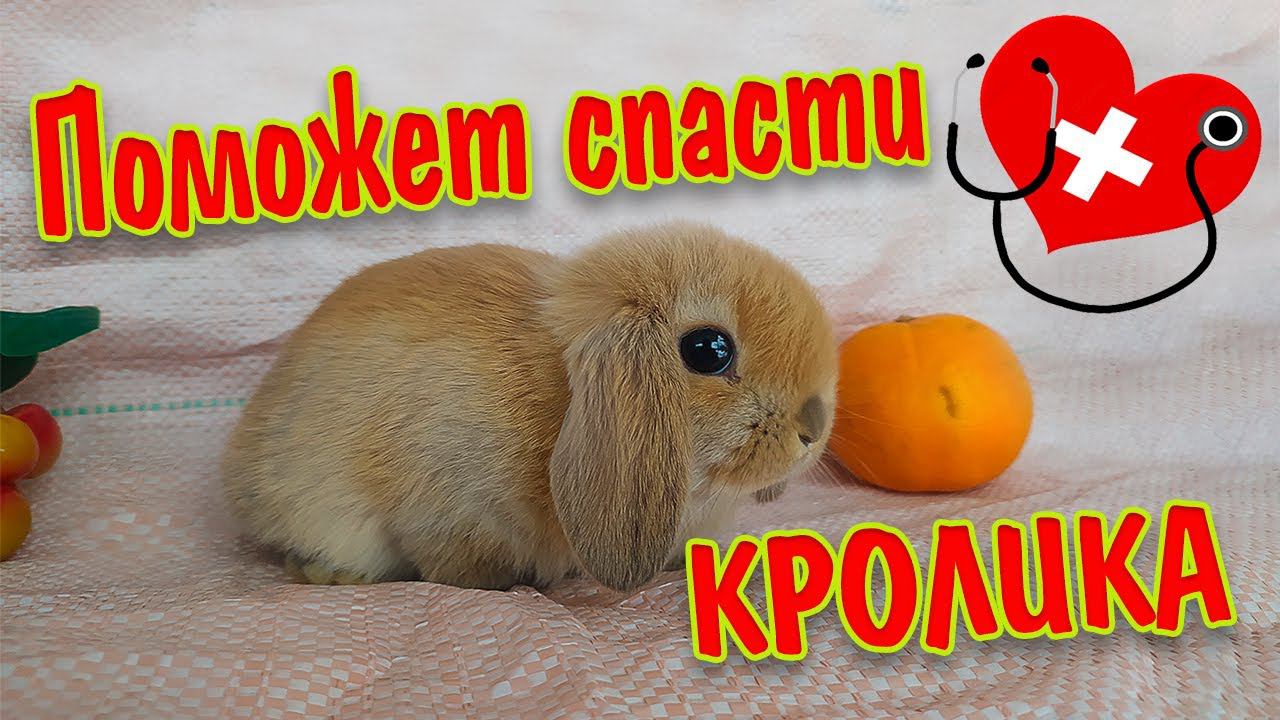 Как лечить кролика если кролик не ест и лежит вялый, непонятные симптомы смотреть онлайн