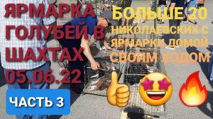 Ярмарка голубей в Шахтах. Часть 3. Хозяин выпустил более 20 николаевских голубей за 2 км от дома.