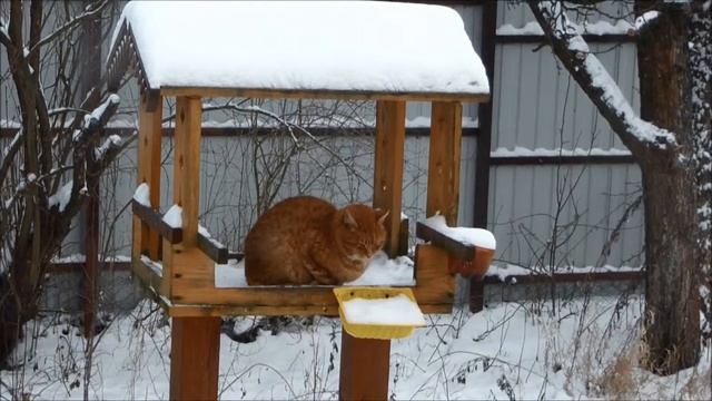 Кот в кормушке для птиц смотреть онлайн