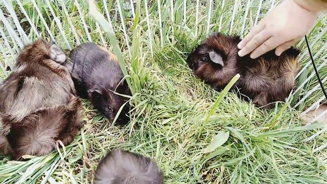 Морские свинки. Семья морских свинок. Pig . смотреть онлайн