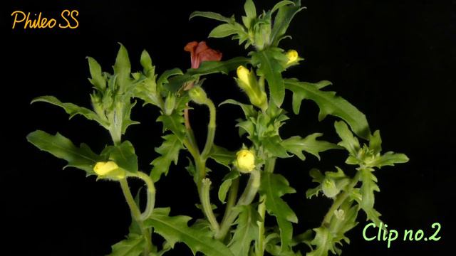 Time-lapse: Cut-leaf Evening Primrose Flowering смотреть онлайн