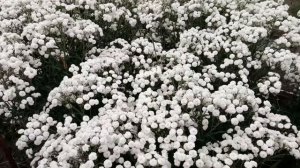 Тысячелистник птармика "Белый жемчуг" (жемчужница)