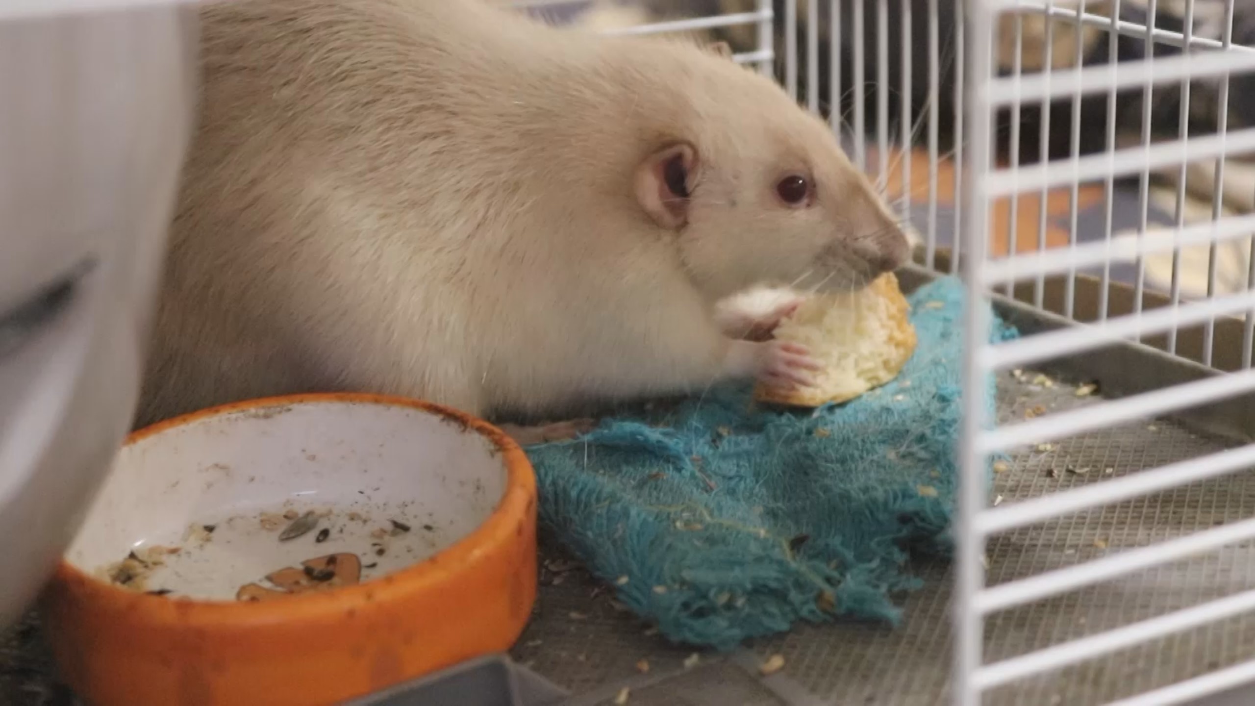 ПОСАДИЛА КРЫС НА СТРОГУЮ ДИЕТУ! смотреть онлайн