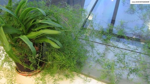 АСПАРАГУС. Всё об уходе и размножении в домашних условиях. смотреть онлайн