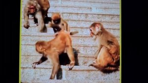 брутальная мать обезьяна, убивает своего детеныша.Armes Baby wird brutal von der Mutter geschlagen.