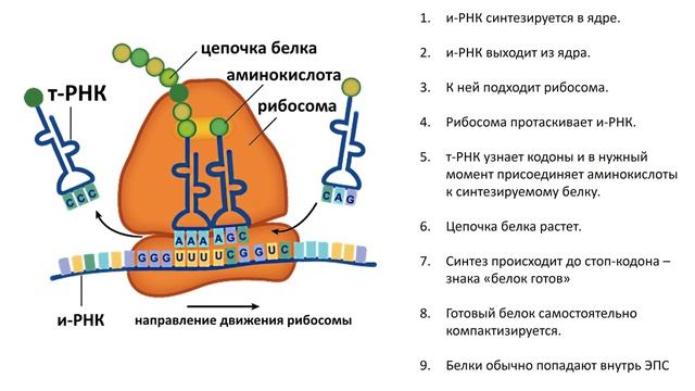 3. РНК и синтез белка (9 класс) биология, подготовка к ЕГЭ и ОГЭ смотреть онлайн
