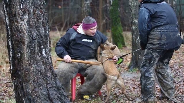Защитная служба. Постановка хватки щенку mh Troya. Lesson 4. Фрагмент 4 занятия с Троей смотреть онлайн