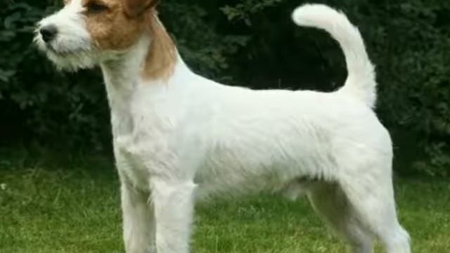 ТОП 12 Самых красивых пород собак смотреть онлайн