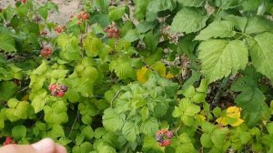 Малина сорт Блэк Джевел (Black Jewel)