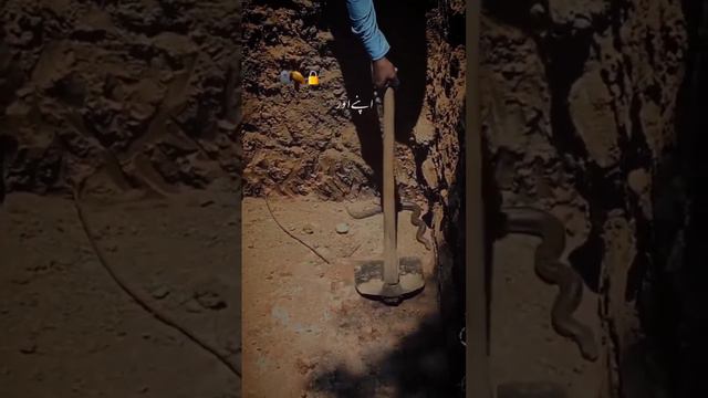 Snake 🐍🐍🐍 Kabber ma//#viral #shortsviral #respect #bayan#anime смотреть онлайн